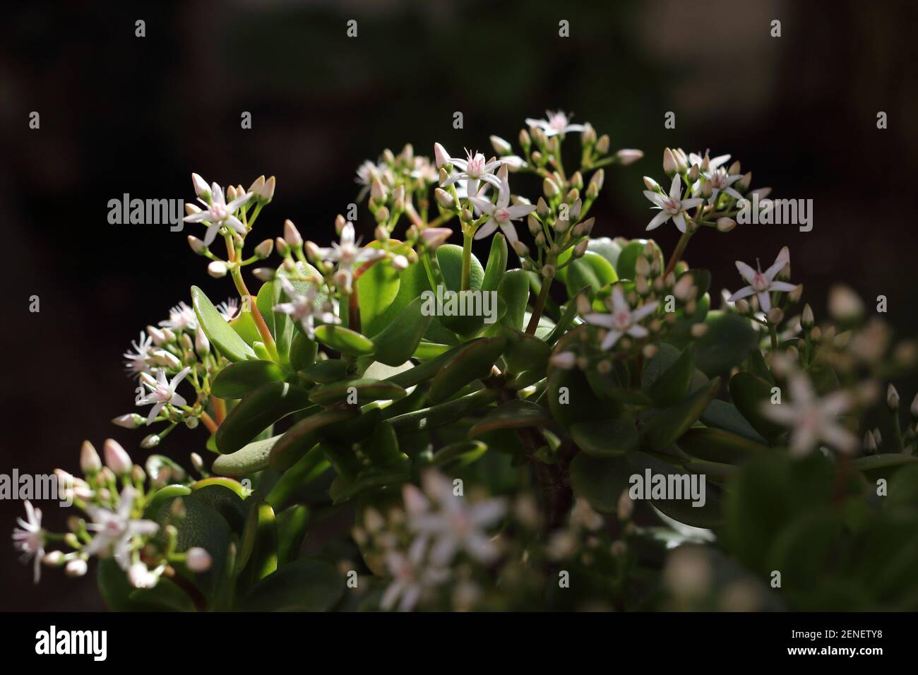 Flowers of Jade plant, Crassula ovata, succulent plant in a garden. Malaga, Spain. Stock Photo