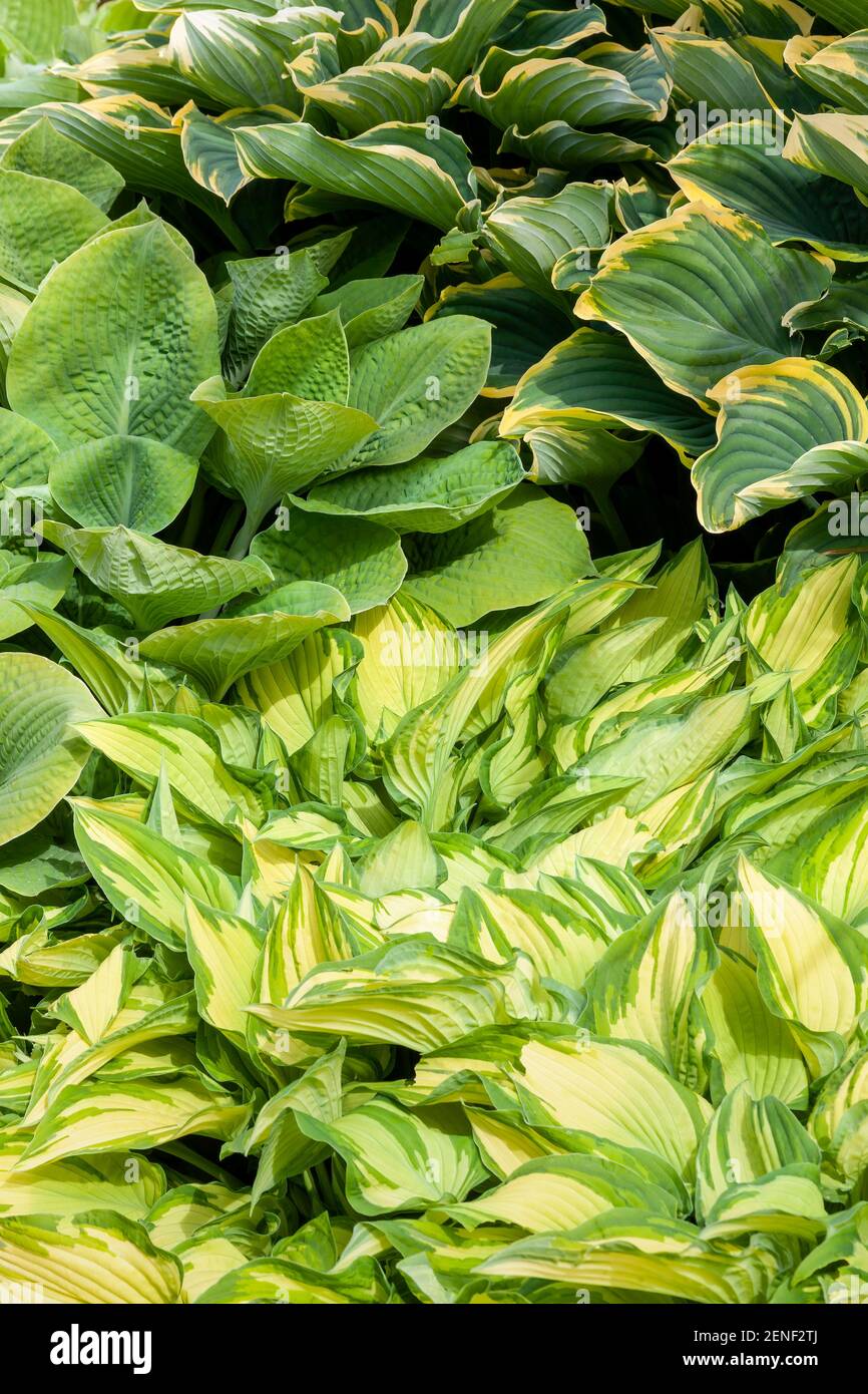 Hosta also known as plantain lily a spring and summer flowering