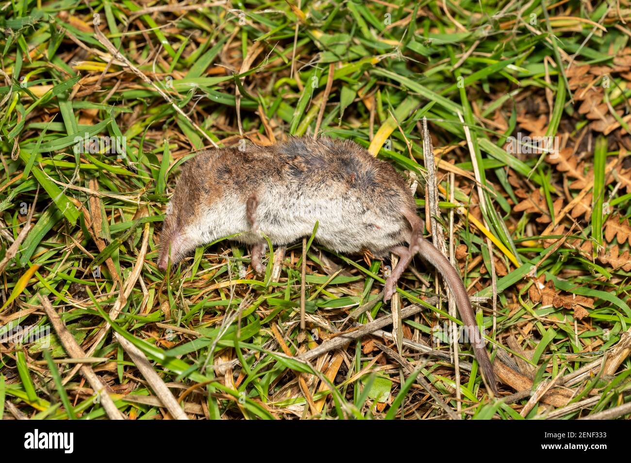 Dead rat rodent having been poisoned and laying lifeless to eliminate vermin Stock Photo