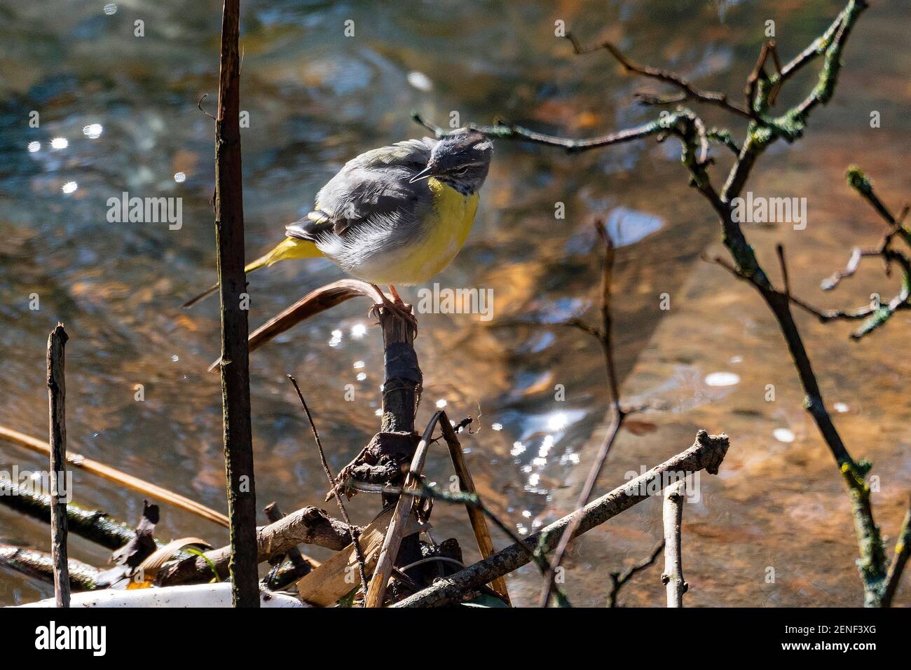 Grey wagtail male bird rests on a branch above a stream. Stock Photo