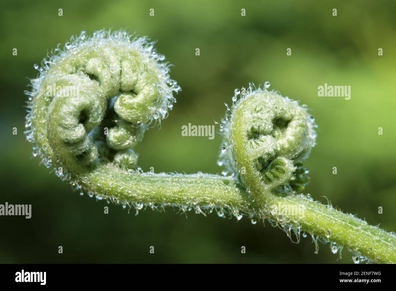Fern frond spiral hi-res stock photography and images - Alamy