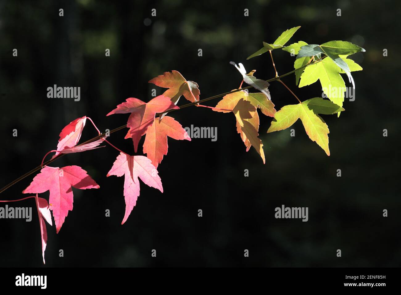 Maple Tree leaves, Hogsback, Eastern Cape, South Africa Stock Photo