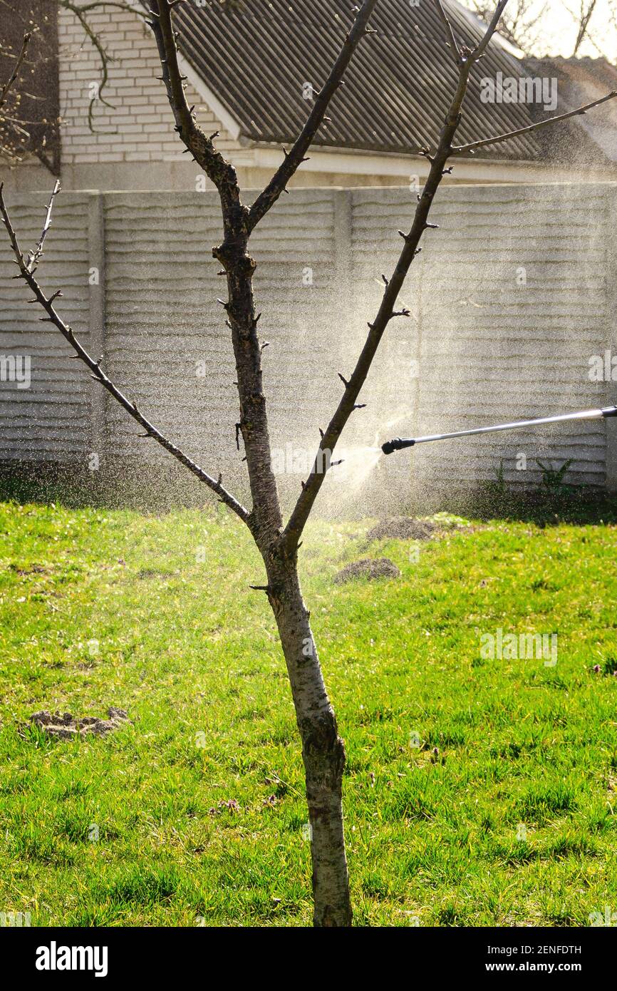 A gardener covers the cut of a fruit tree with orchard wax to prevent  disease Stock Photo - Alamy