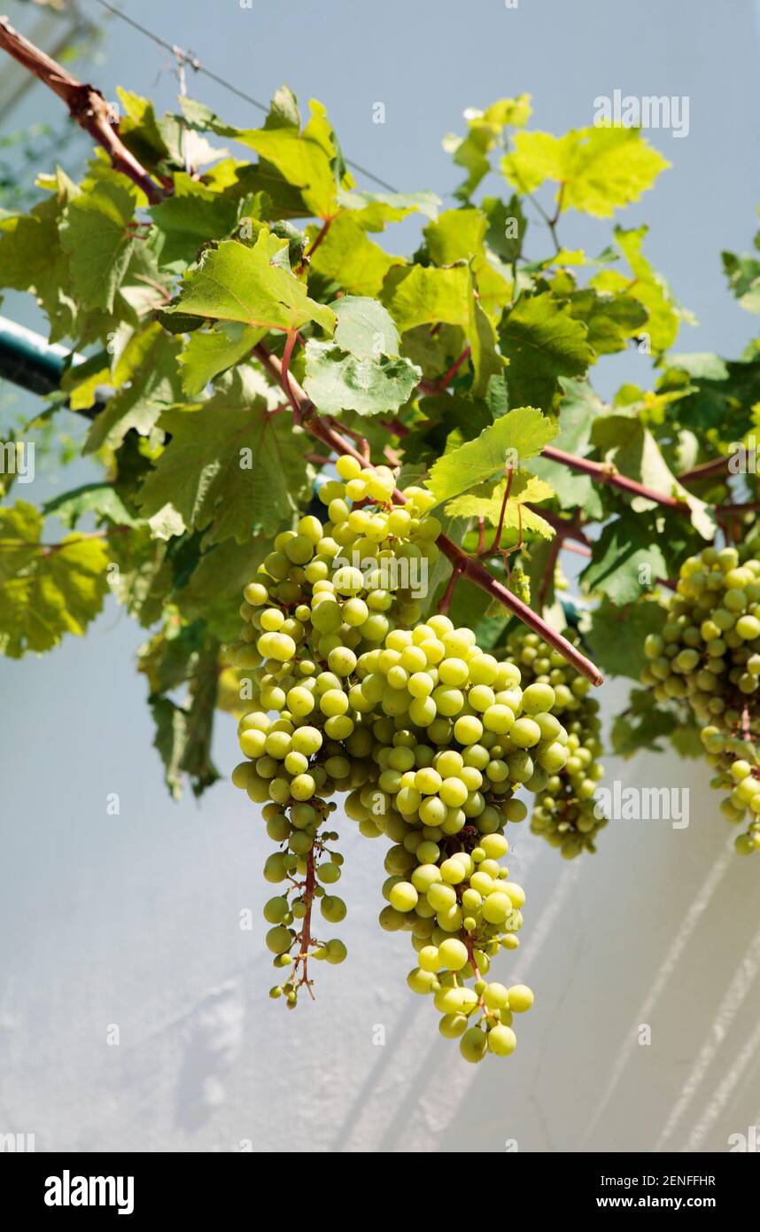 White grapes on tree Stock Photo
