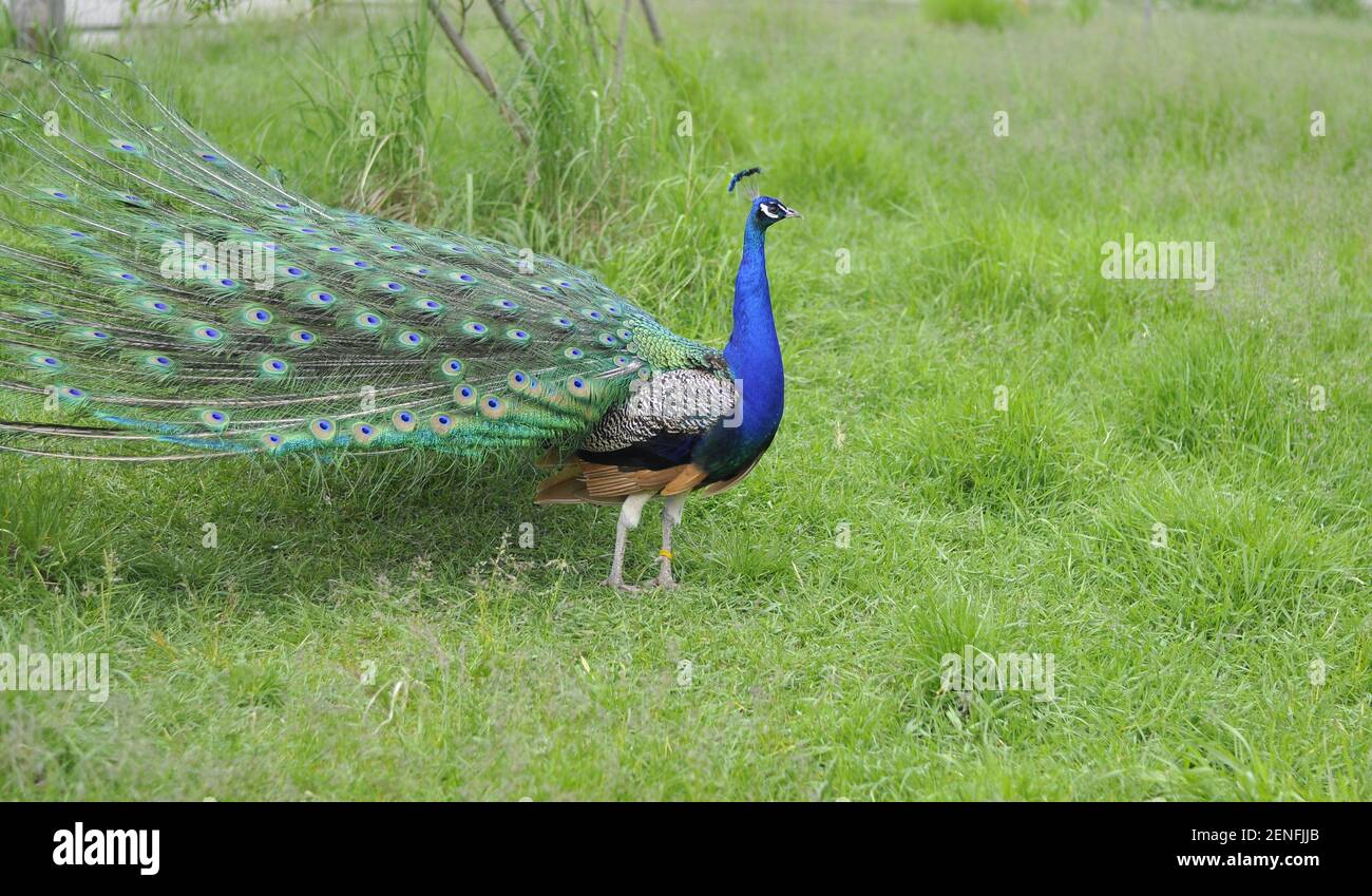 peafowl walks on the green grass. Beautiful peacock Stock Photo - Alamy