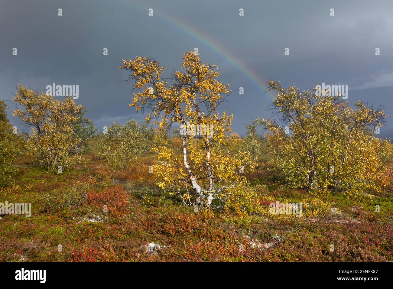 Fall Colors with Rainbow Stock Photo - Alamy