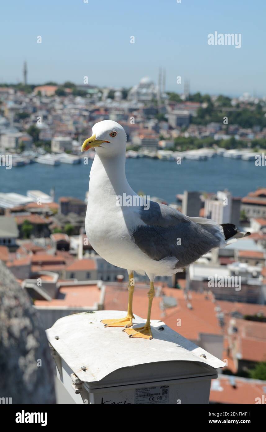 Gull decides to photobomb while I was taking images of the Istanbul skyline from the Galata tower. Stock Photo