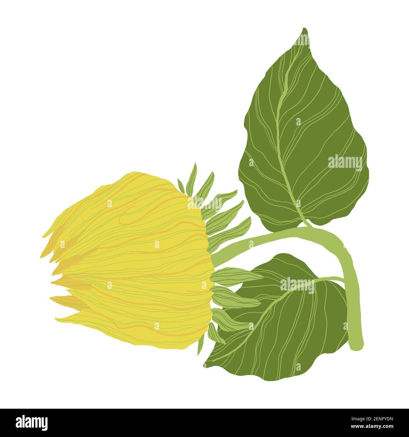 Sunflowers bud isolated on a white background. Vector illustration in flat design. Stock Vector