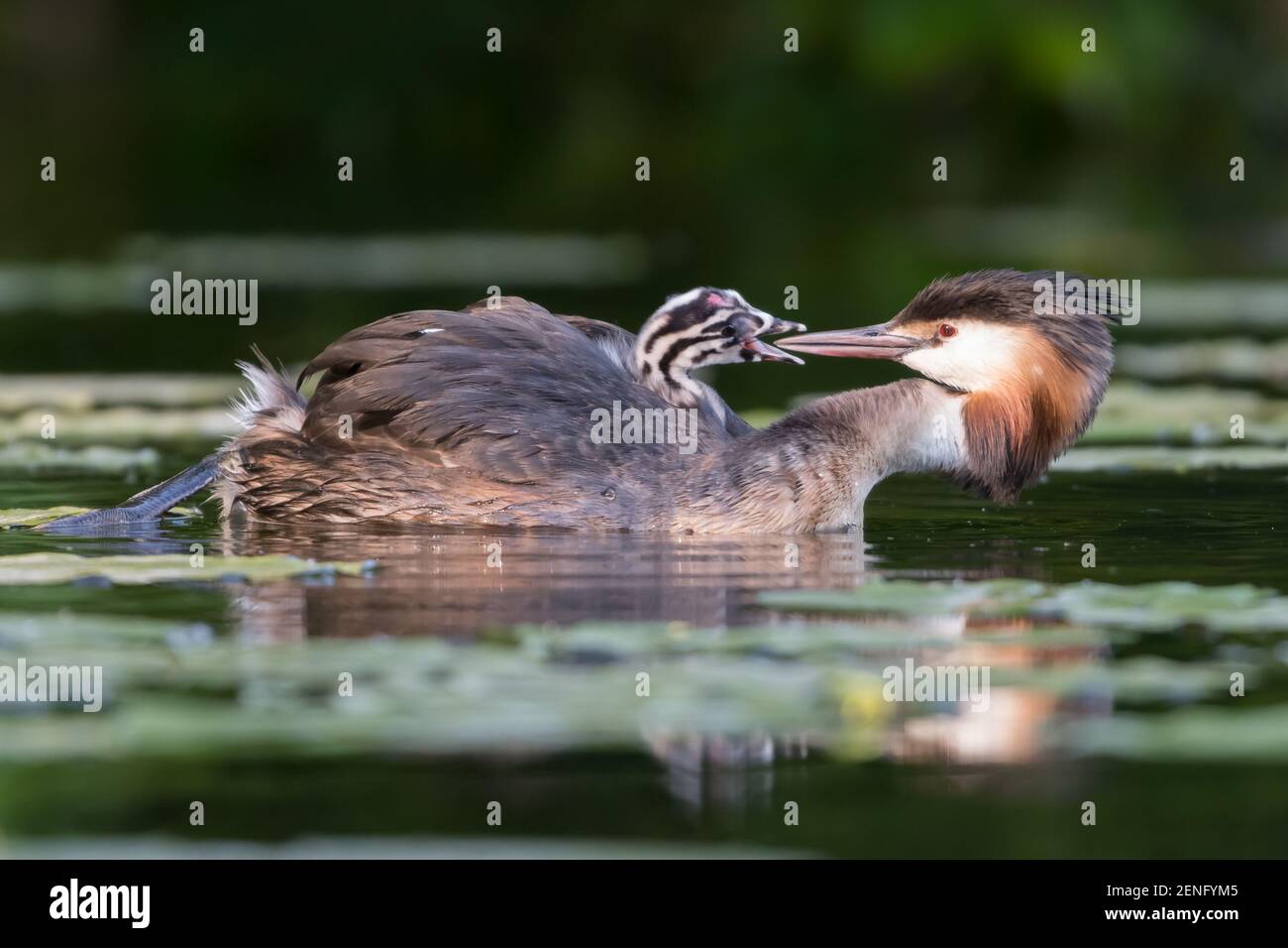 Great crested grebe (Podiceps cristatus) feeds its young a feather. Stock Photo