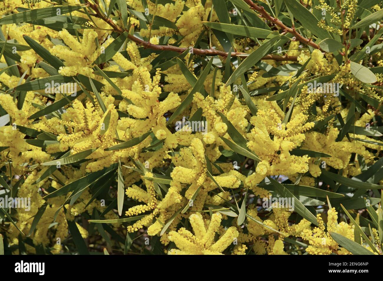flowers and leaves of Sydney golden wattle Stock Photo