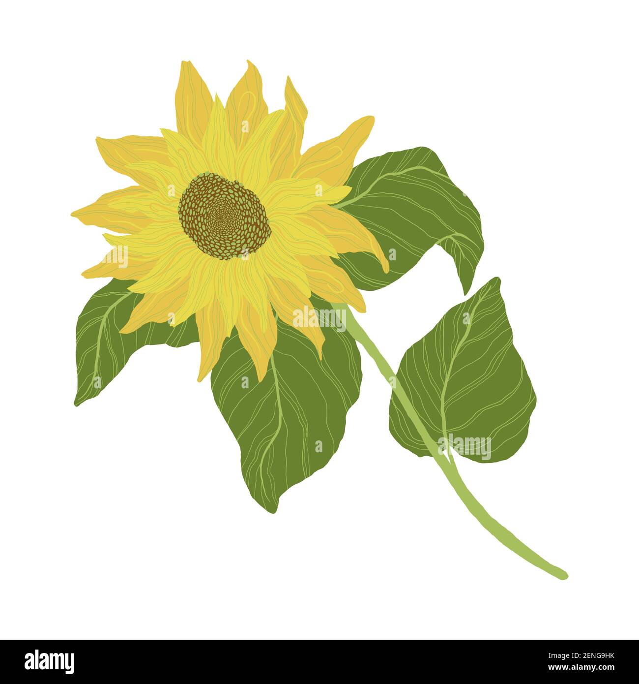 Sunflowers isolated on a white background. Vector illustration Stock Vector