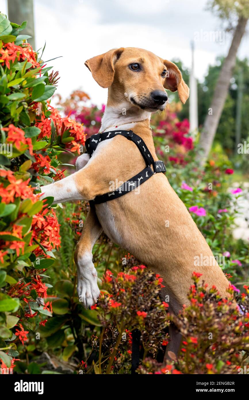 Vigilant light brown female dog standing among flowers in a Cuban garden during spring time Stock Photo