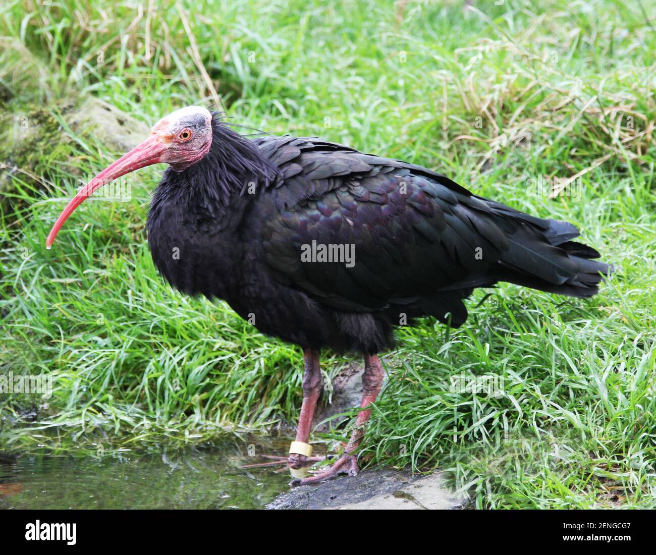 A black bald ibis bird standing at a pond Stock Photo