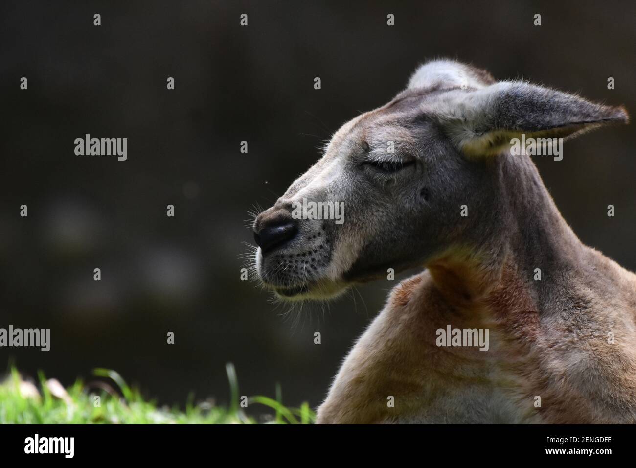 A kangaroo species seen in its habitat during a species conservation