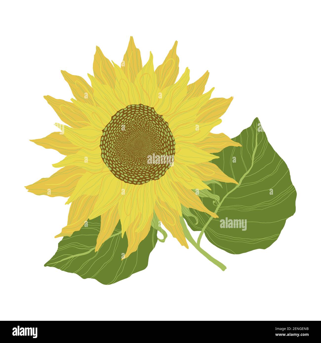 Sunflowers isolated on a white background. Vector illustration Stock Vector