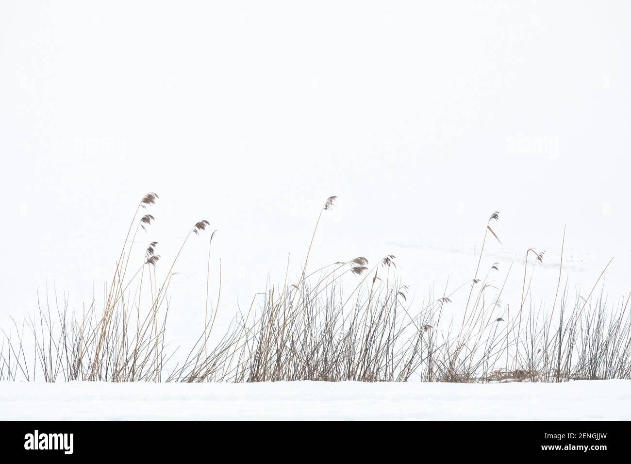 Winter landscape. Reed at the edge of a snow-covered field in morning mist. Stock Photo