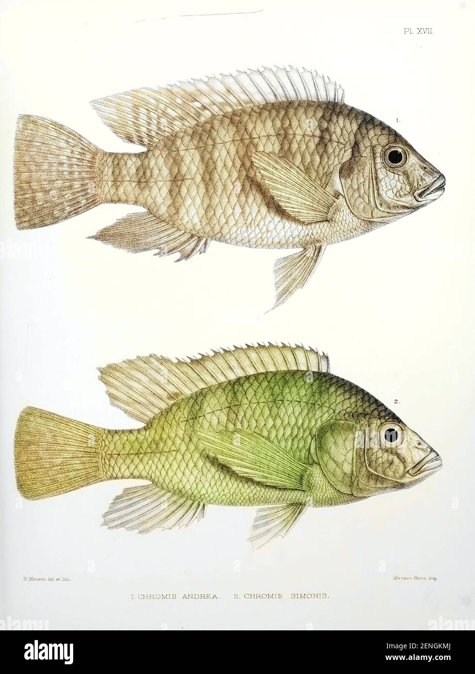 Machine colourized Chromis fish [Here as Chromis andrew and Chromis simonis] From the survey of western Palestine. The fauna and flora of Palestine by Tristram, H. B. (Henry Baker), 1822-1906 Published by The Committee of the Palestine Exploration Fund, London, 1884 Stock Photo