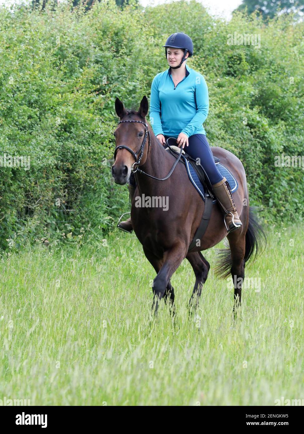A lady hacks her bay horse through a grass meadow. Stock Photo