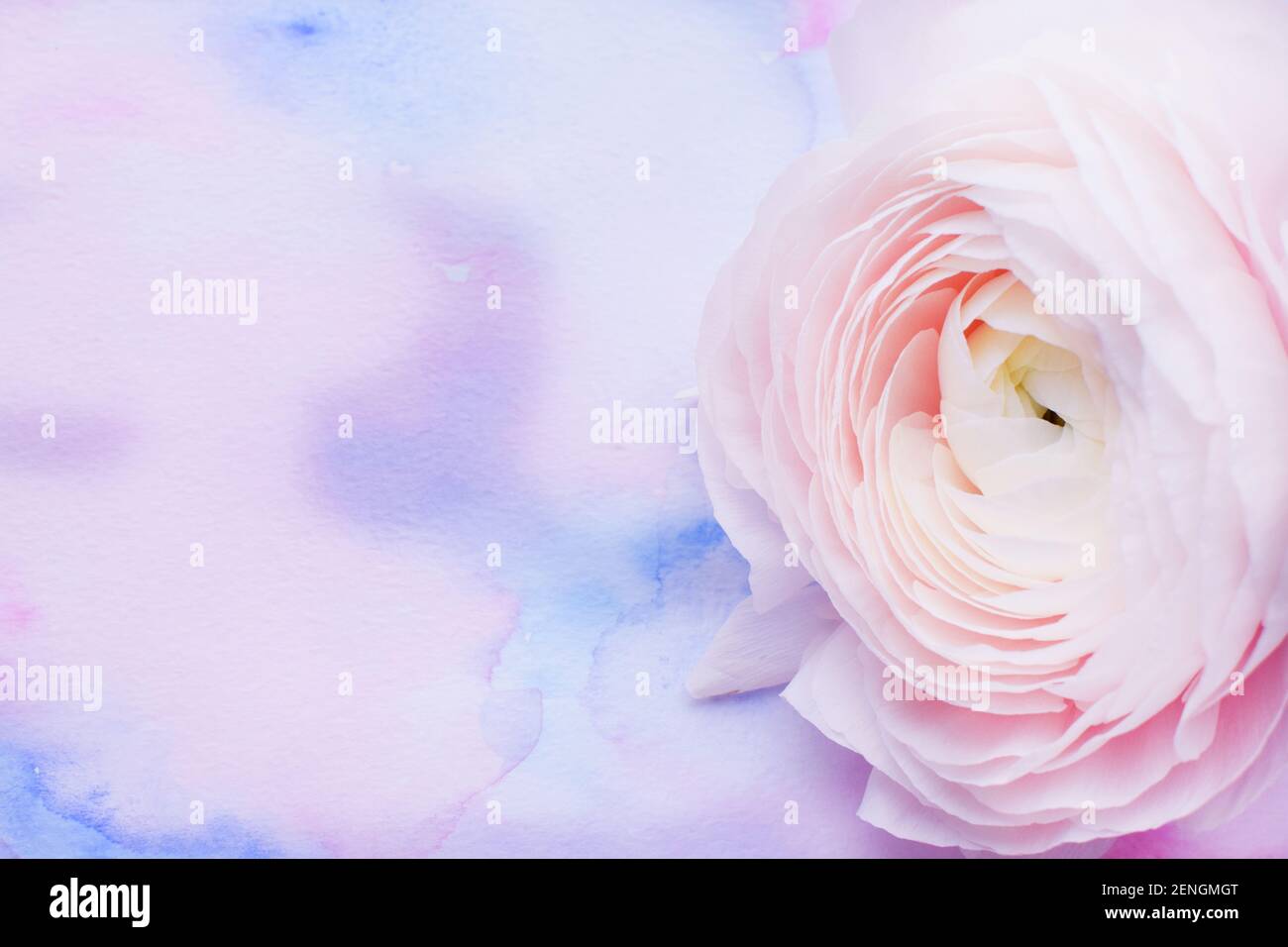 Beautiful large delicate pink buttercup flower. Ranunculus Clooney Hanoi  close-up lies on a lilac watercolor background. Soft focus. Place for your t Stock Photo