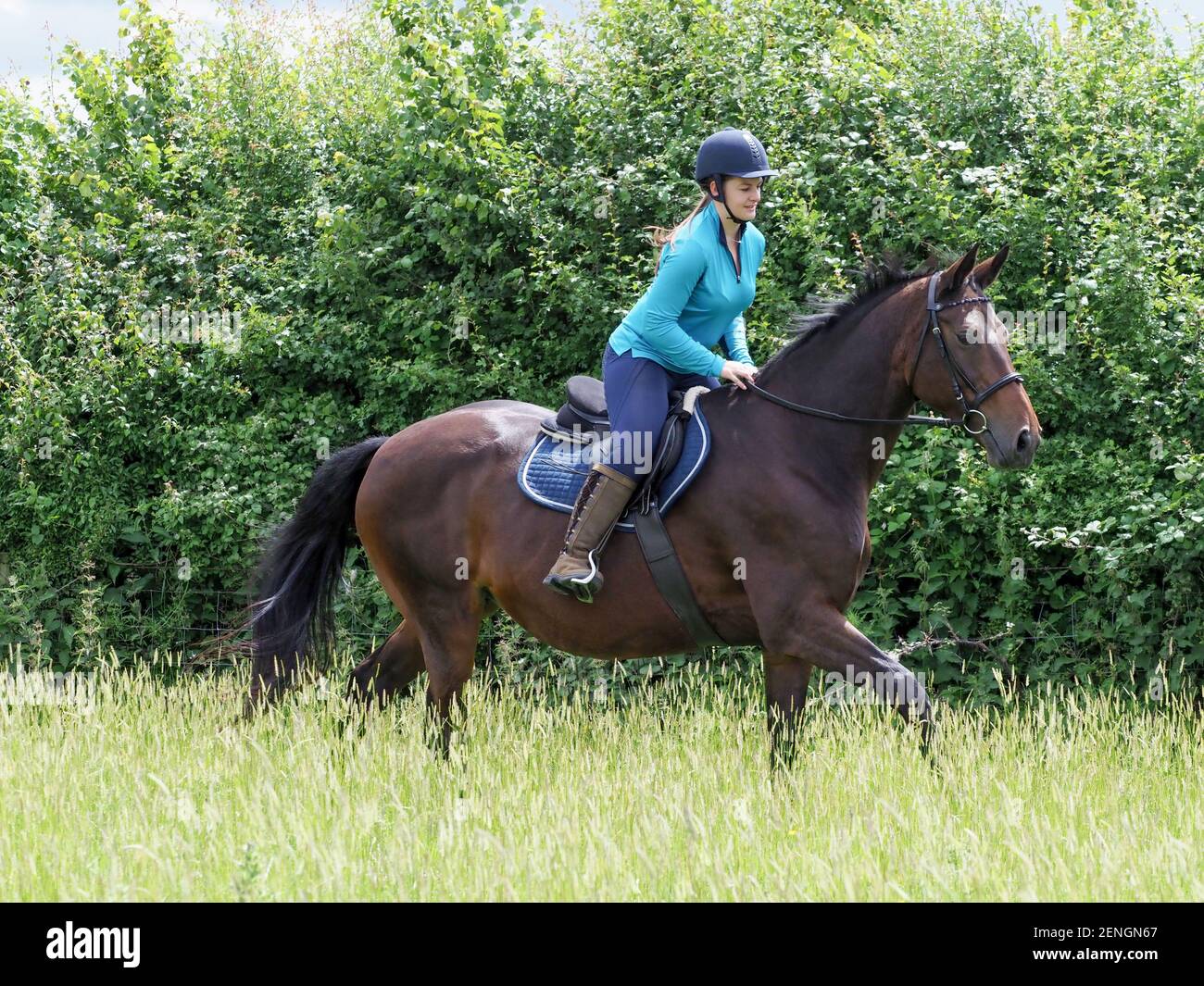 A lady hacks her bay horse through a grass meadow. Stock Photo