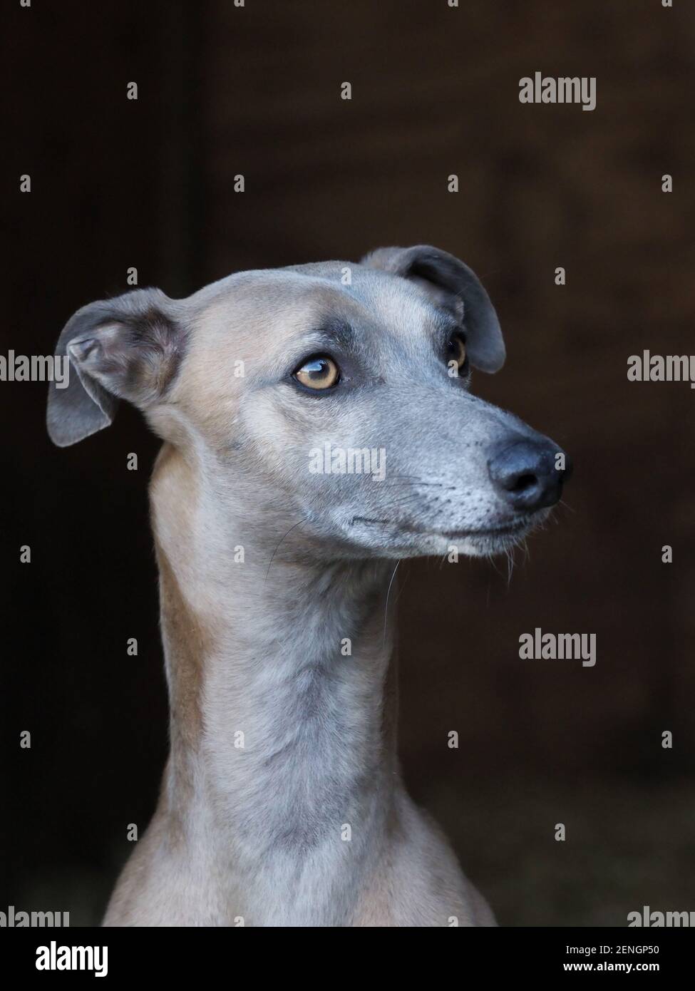 A head shot of a pretty Whippet against a black background. Stock Photo