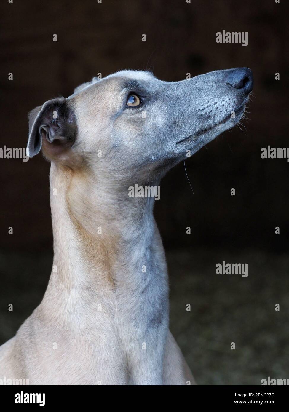 A head shot of a pretty Whippet against a black background. Stock Photo