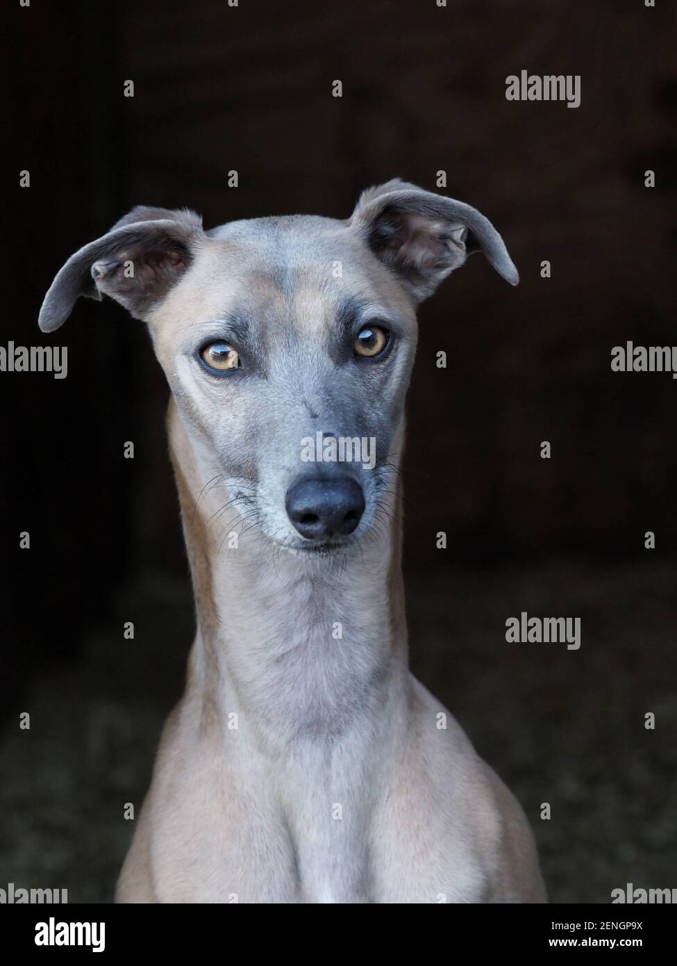 A head shot of a pretty Whippet against a black background. Stock Photo