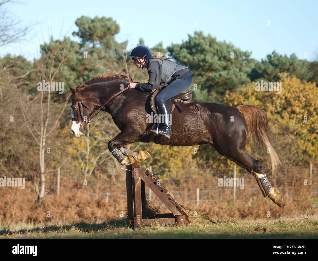 A rider schooling her Welsh Cob horse over a cross country fence. Stock Photo