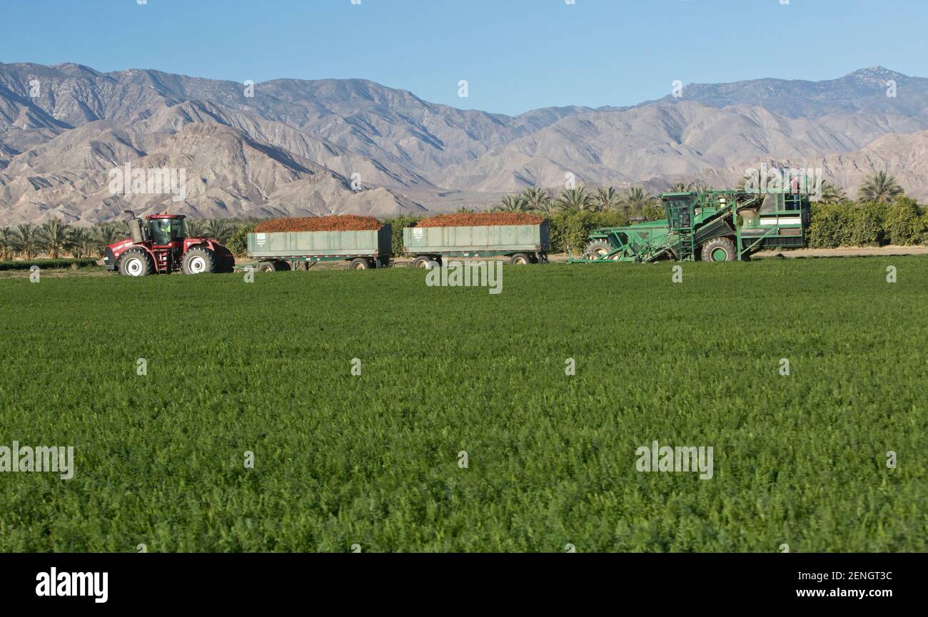 Self propelled harvester, field worker harvesting organic  carrot harvest, 'Daucus carota'   California. Stock Photo