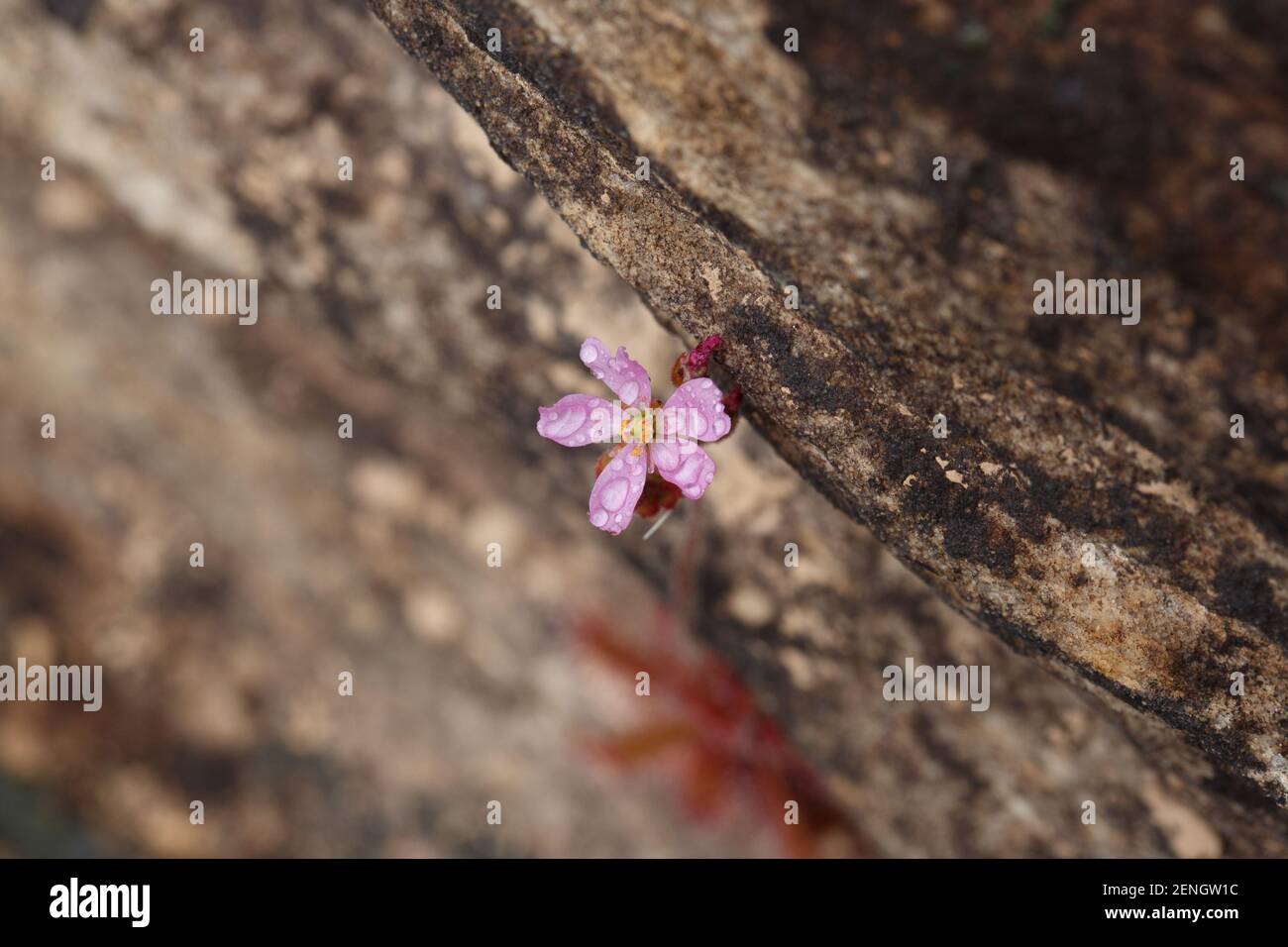 Pink flower of Drosera chimaera with some rain drops and copyspace close to the town of Cristalia in Minas Gerais, Brazil Stock Photo