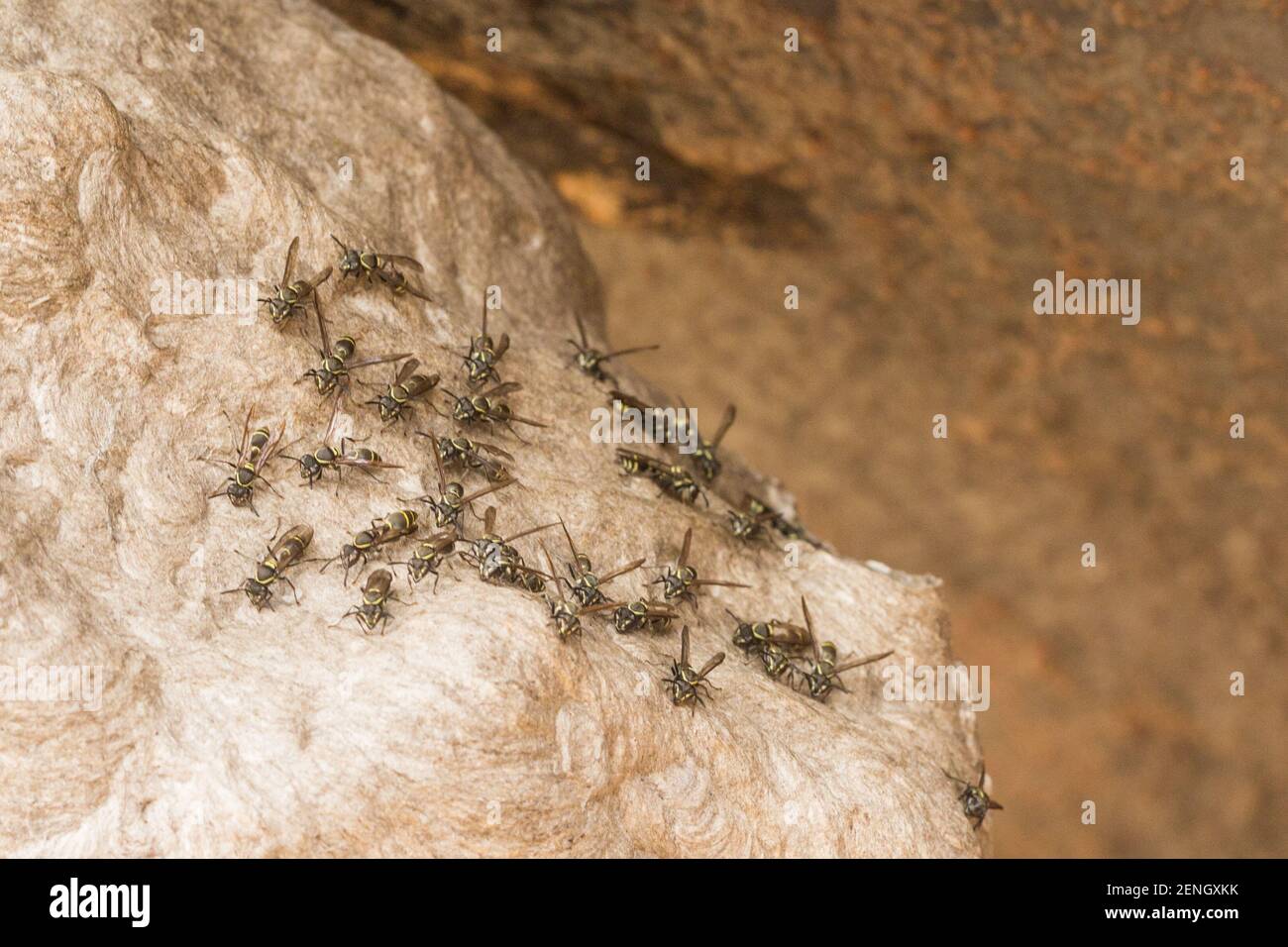 Some wasps in natural habitat close to the Town of Cristalia in Minas Gerais, Brazil Stock Photo