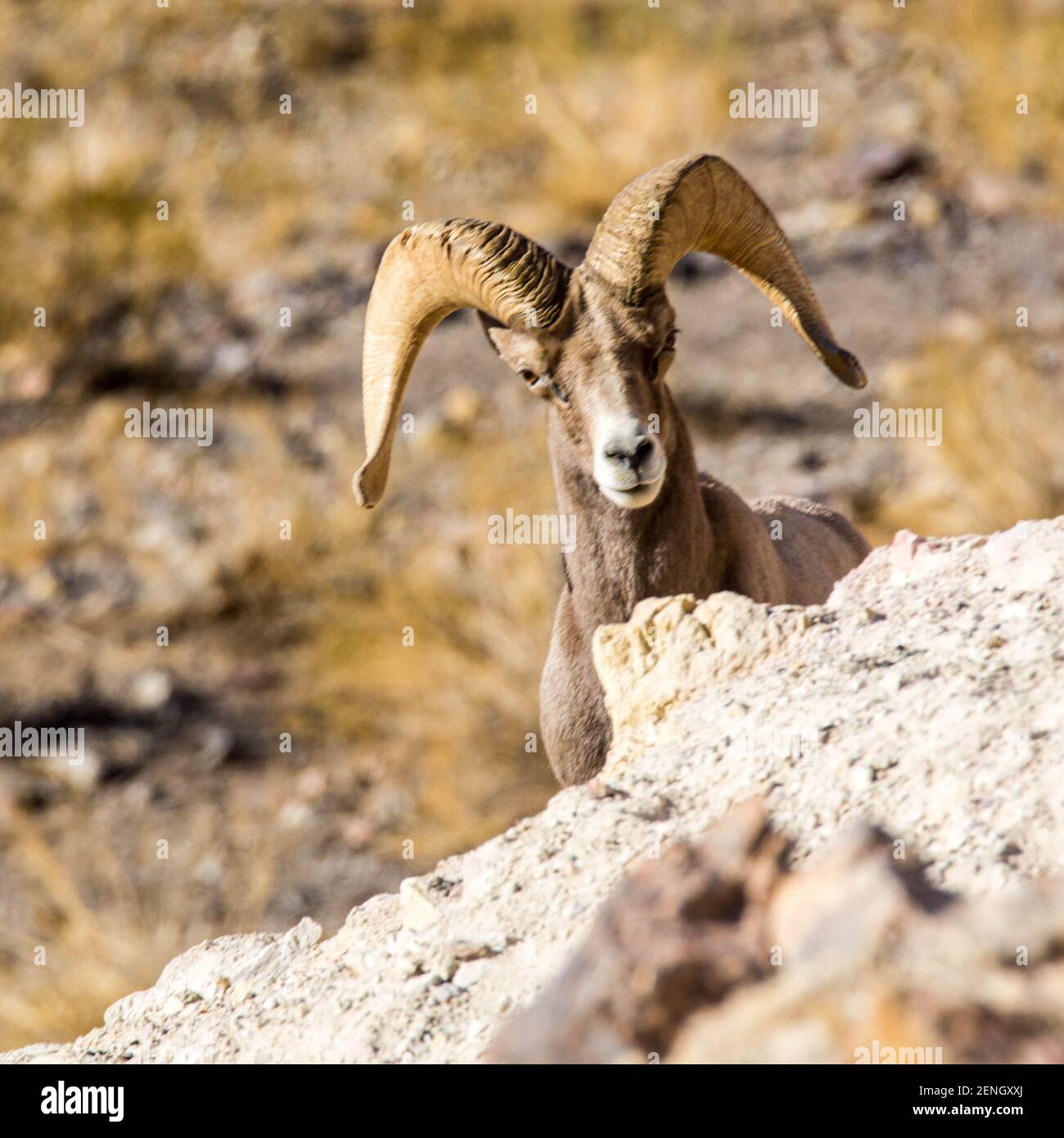 A Ram on a cliff. Stock Photo