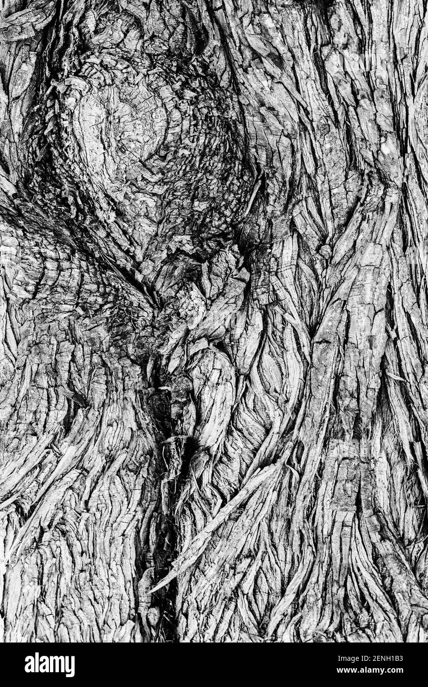 A close-up shot of the bark on a tree creates a subtle abstract design of texture and shading. Stock Photo
