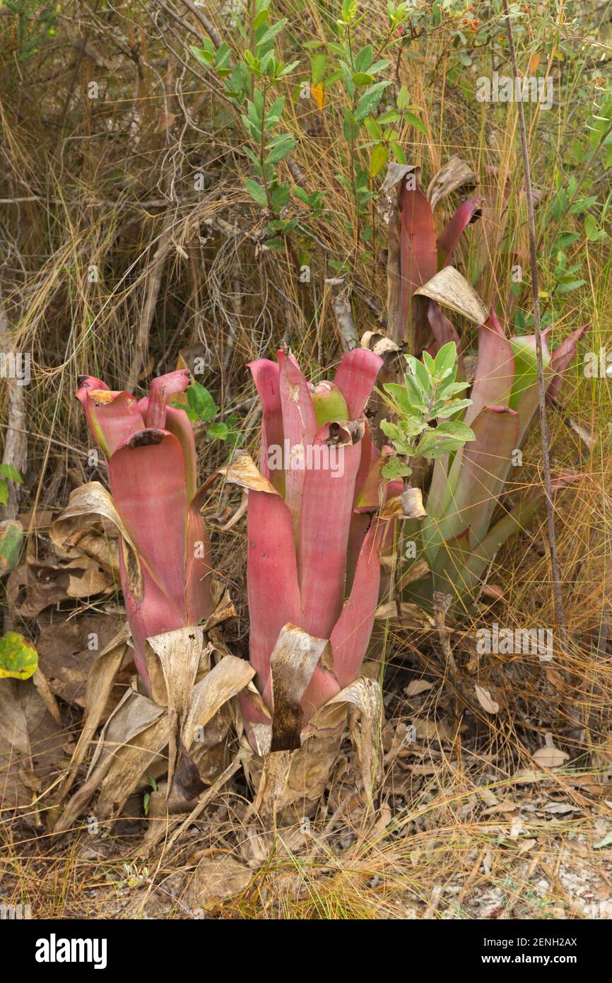 The Bromeliad Archmea bromelifolia in natural habitat close to Cristalia in Minas Gerais, Brazil Stock Photo