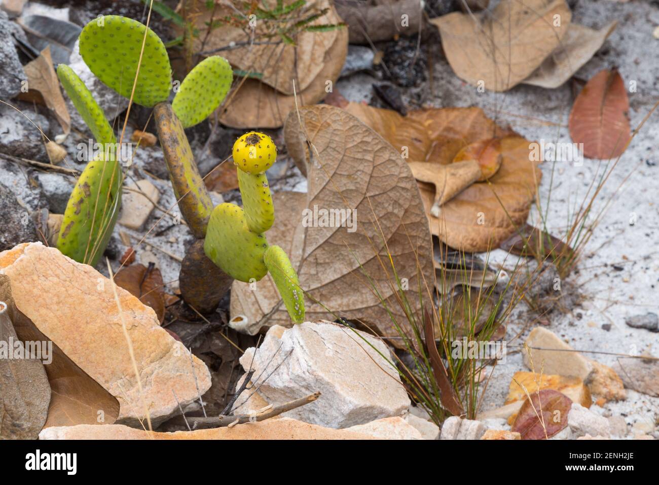Non flowering plant hires stock photography and images Alamy