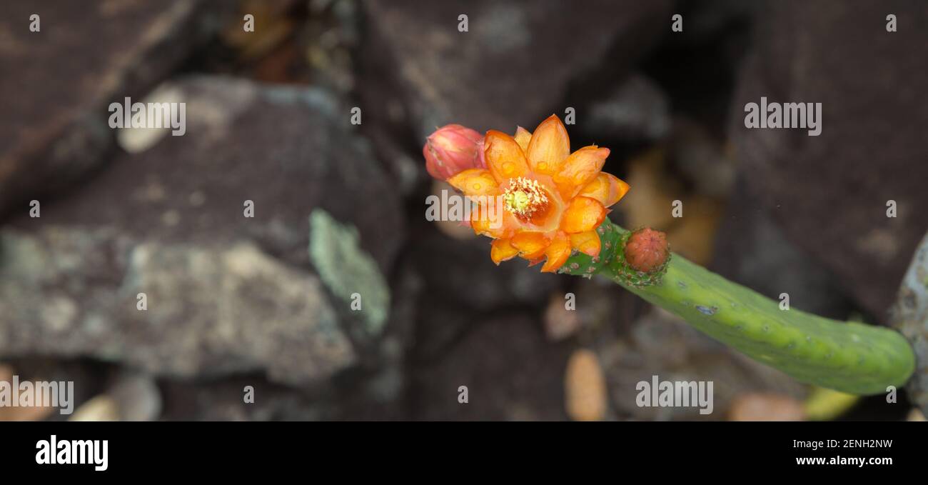 The orange flower of the cactus Tacinga inamoena in natural habitat close to Cristalia in Minas Gerais, Brazil Stock Photo