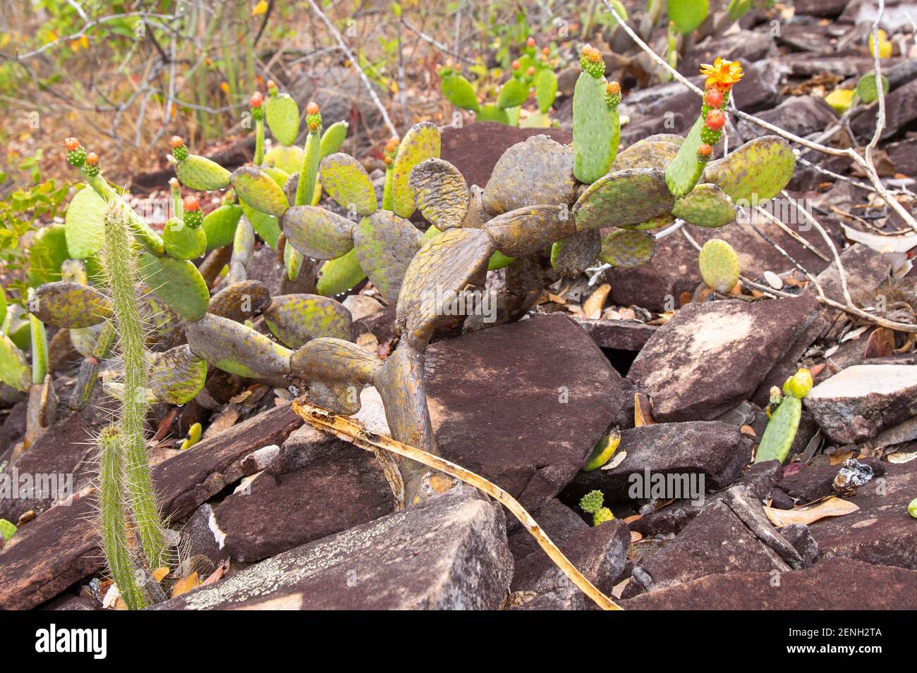 Brazilian Wildflower: The Cactus Tacinga inamoena in stony habitat close to Cristalia in Minas Gerais, Brazil Stock Photo