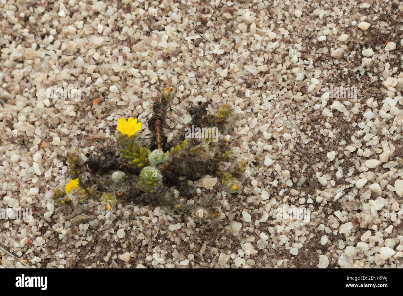 A yellow flowered Portulaca in natural habitat close to Grao Mogol in Minas Gerais, Brazil Stock Photo