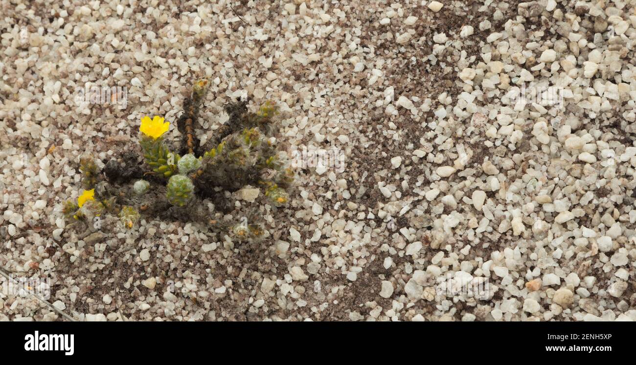 Single plant with a yellow flower of Portulaca seen in natural habitat close to Grao Mogol in Minas Gerais, Brazil Stock Photo