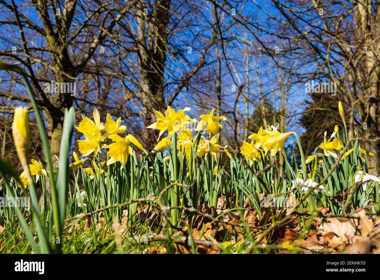 Wild spring daffodils and snowdrops from low level. Grantham, Linconshire, England Stock Photo