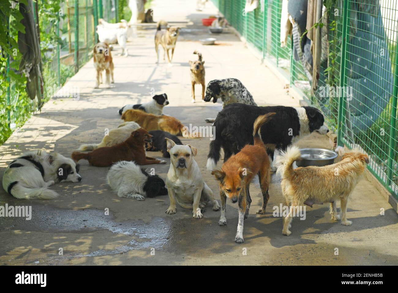 Dogs adopted by Hu Xiuping in Hefei city, east China's Anhui province, 21  August 2019. Hu Xiuping, a lady in her sixties, adopts over 600 stray dogs  and 30 cats in Hefei