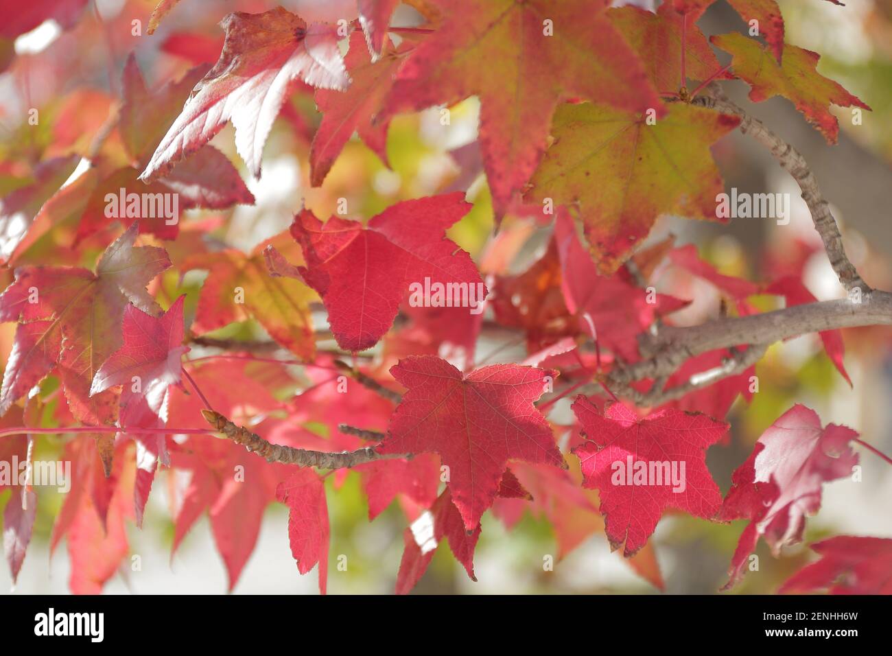 Maple Close Close view green maple branch hi-res stock photography and images - Alamy