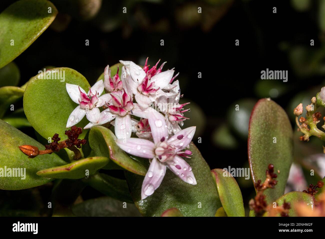 The Starshaped flowers of a Jade Plant, Crassula Ovata, also known a Penny Plant, covered in water droplets Stock Photo
