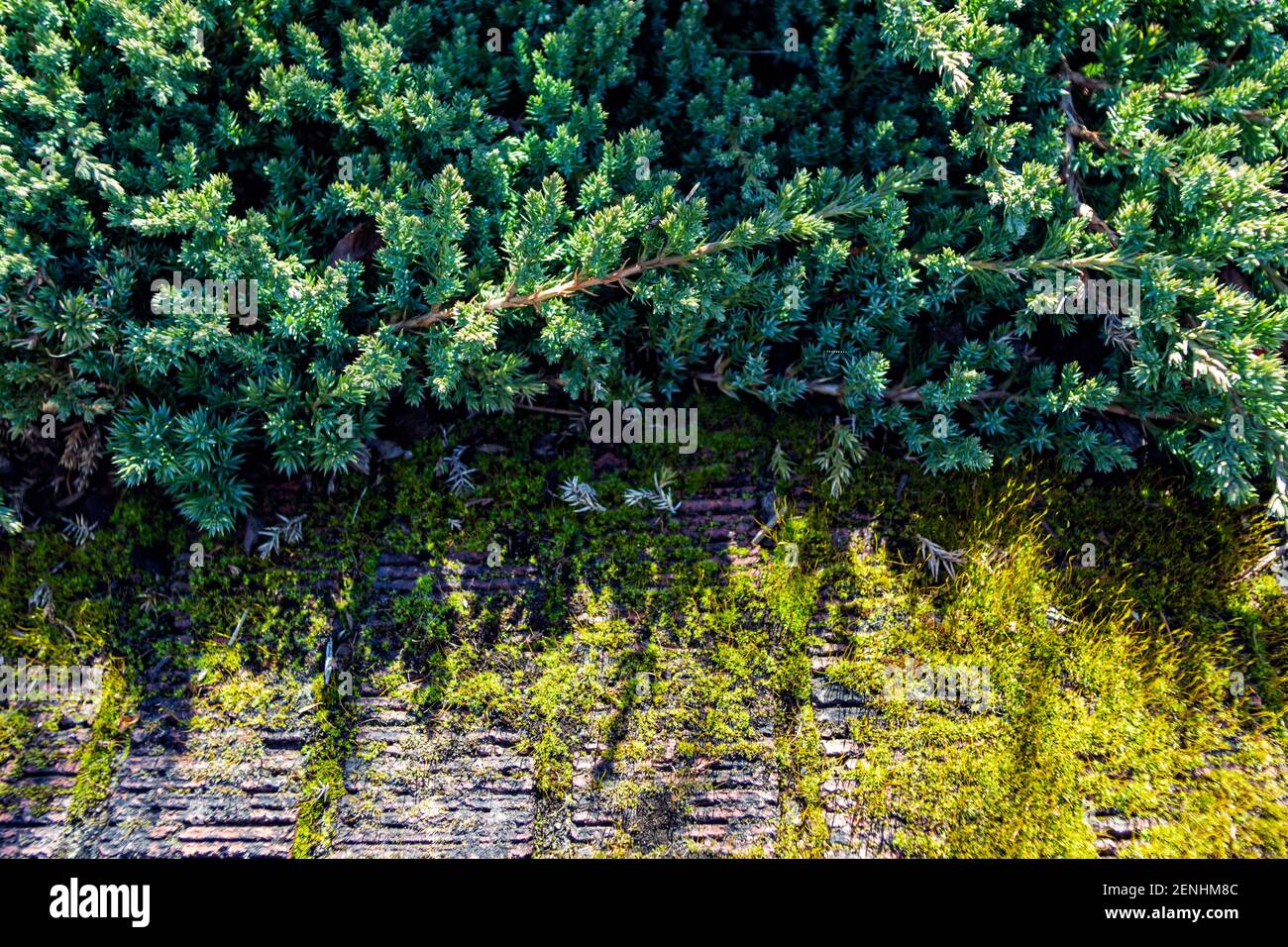 Evergreen ground cover plants, shadow on a cement wall, and moss create
