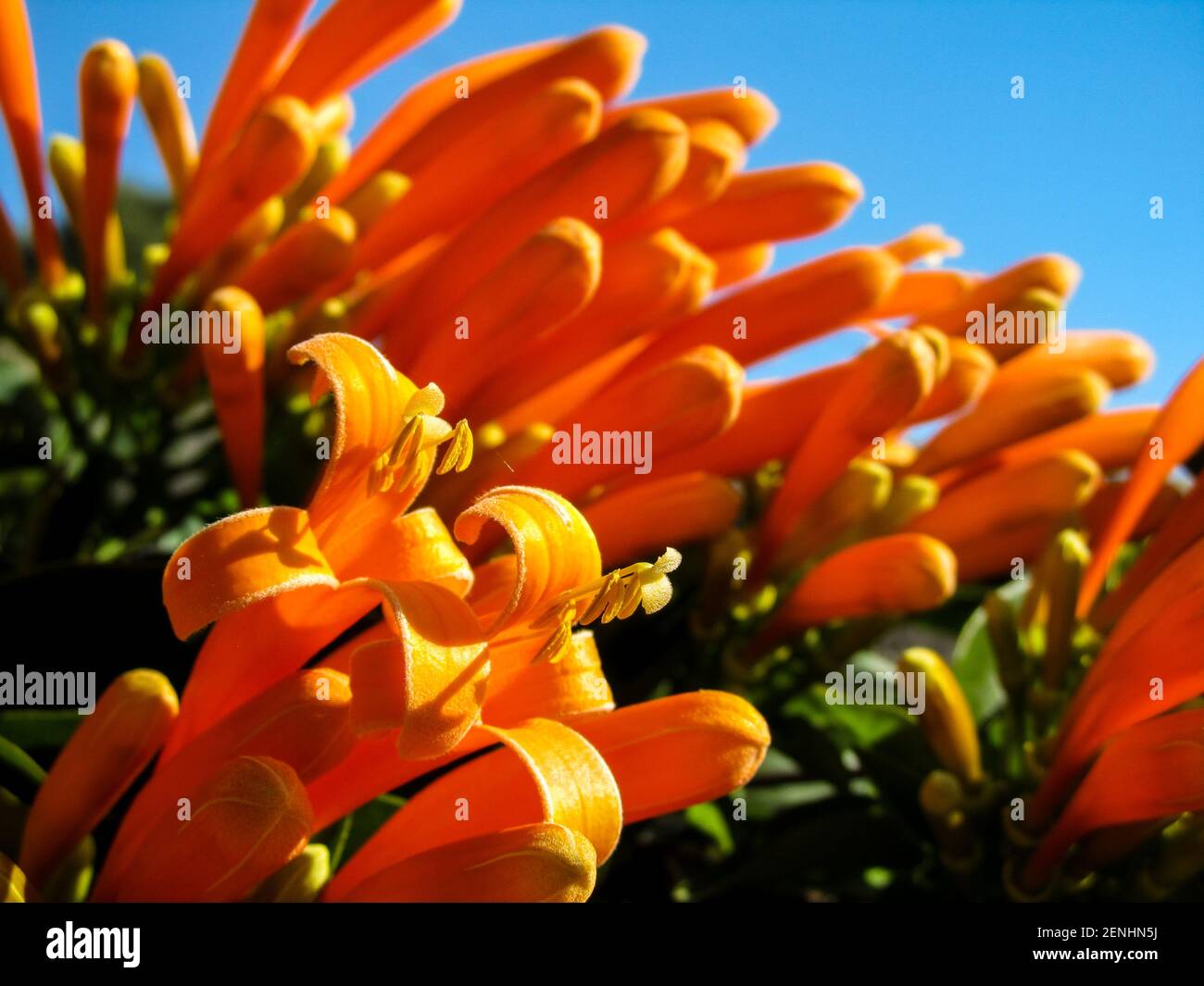 The Orange Trumpet shape flowers of the flame vine, Pyrostegia venusta, in full bloom on a clear sunny day Stock Photo