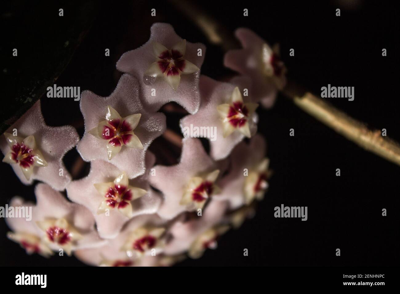 A cluster of the small pale pink flowers of the Hoya Carnosa, simply known as a Hoya Plant or wax Vine, against a black background, with droplets of N Stock Photo