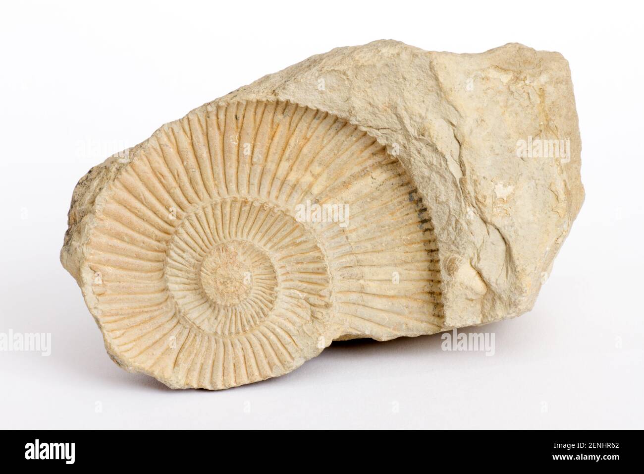 Orthosphiuctes freybergi, Fossilien, Stock Photo
