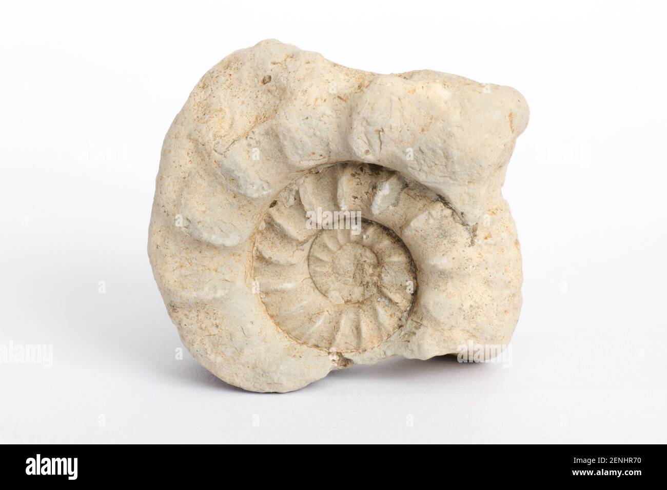 Simoceras schwertschlageri, Ammoniten, Versteinerung, Fossilien, Stock Photo