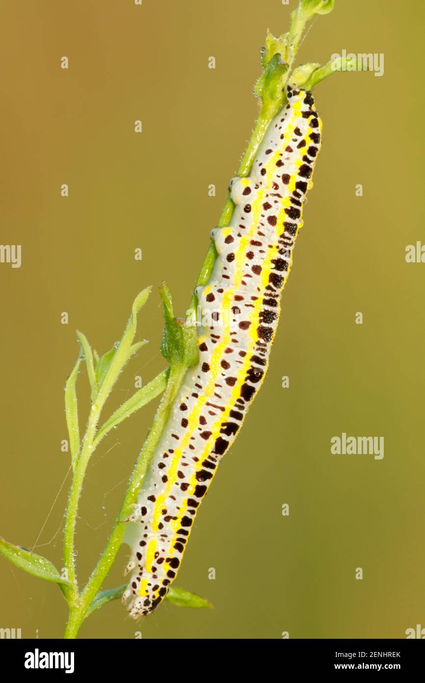 Tagfalter, Raupe, Braunwurzmoench, (Shargacucullia scrophularia),  (oder auch )Cucullia scrophulariae), Stock Photo