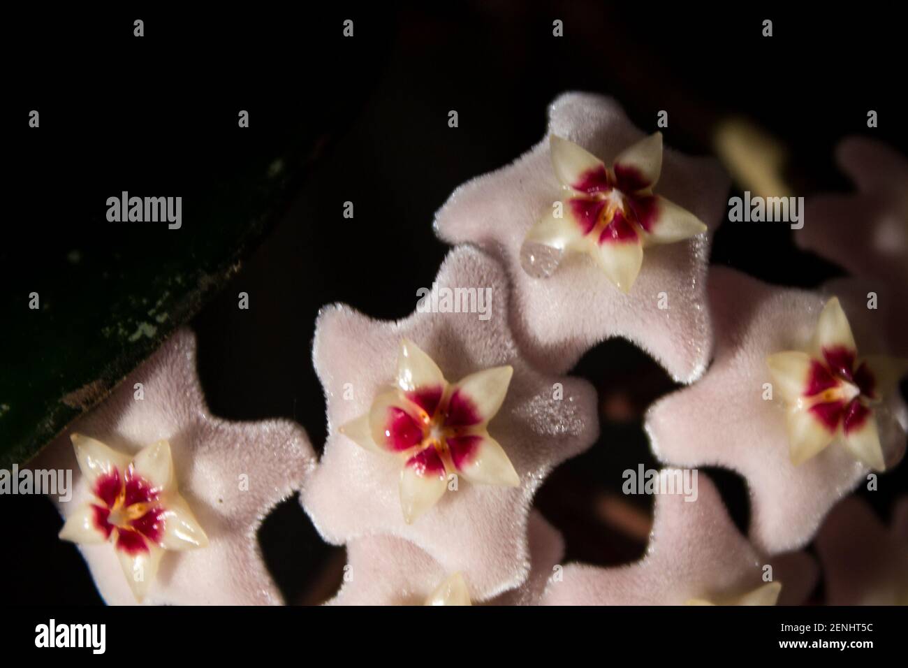 A cluster of the small pale pink flowers of the Hoya Carnosa, simply known as a Hoya Plant or wax Vine, against a black background Stock Photo